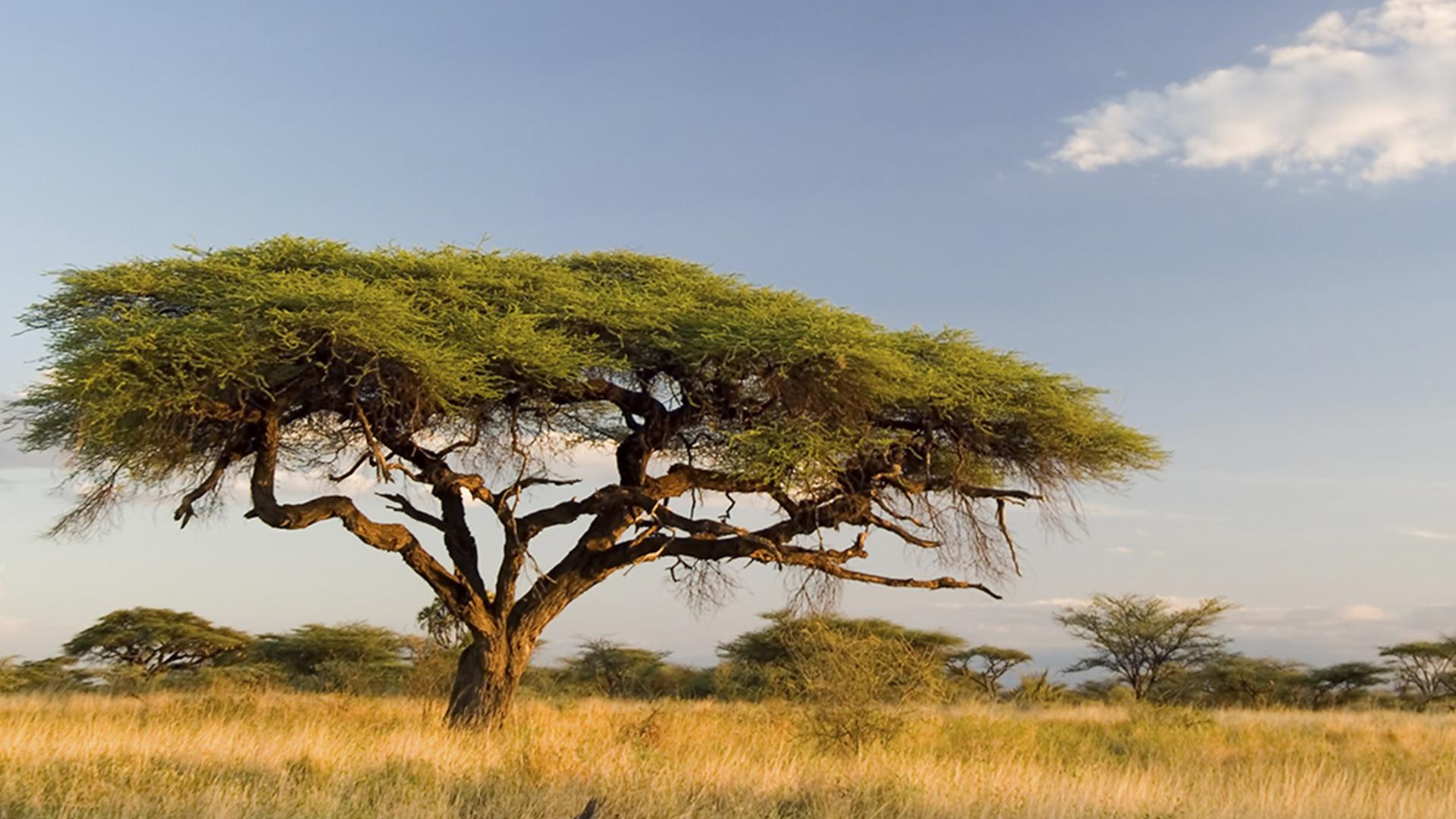 Древо жизни (drevo-zhizni) Документальный сериал