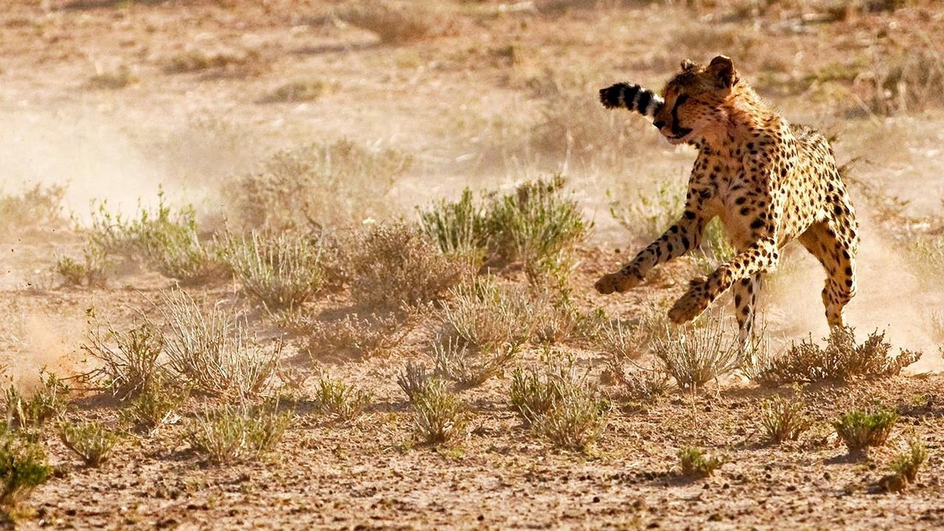 Неудачи хищников (neudachi-hischnikov) Документальный сериал