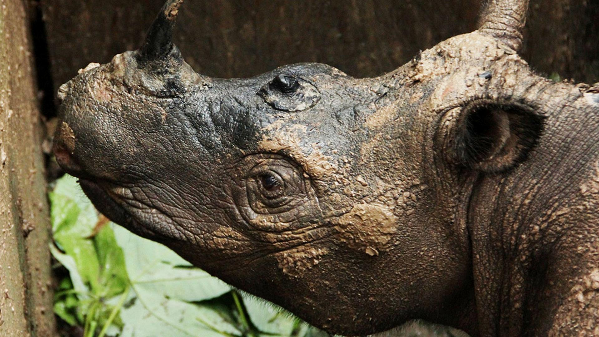 Операция «Суматранский носорог» (operatsija-sumatranskij-nosorog) Документальный фильм