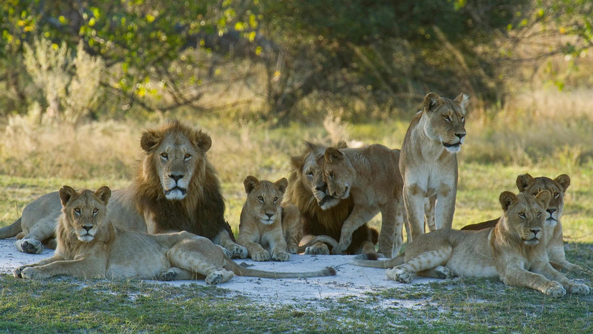Прайд (prajd) Документальный сериал