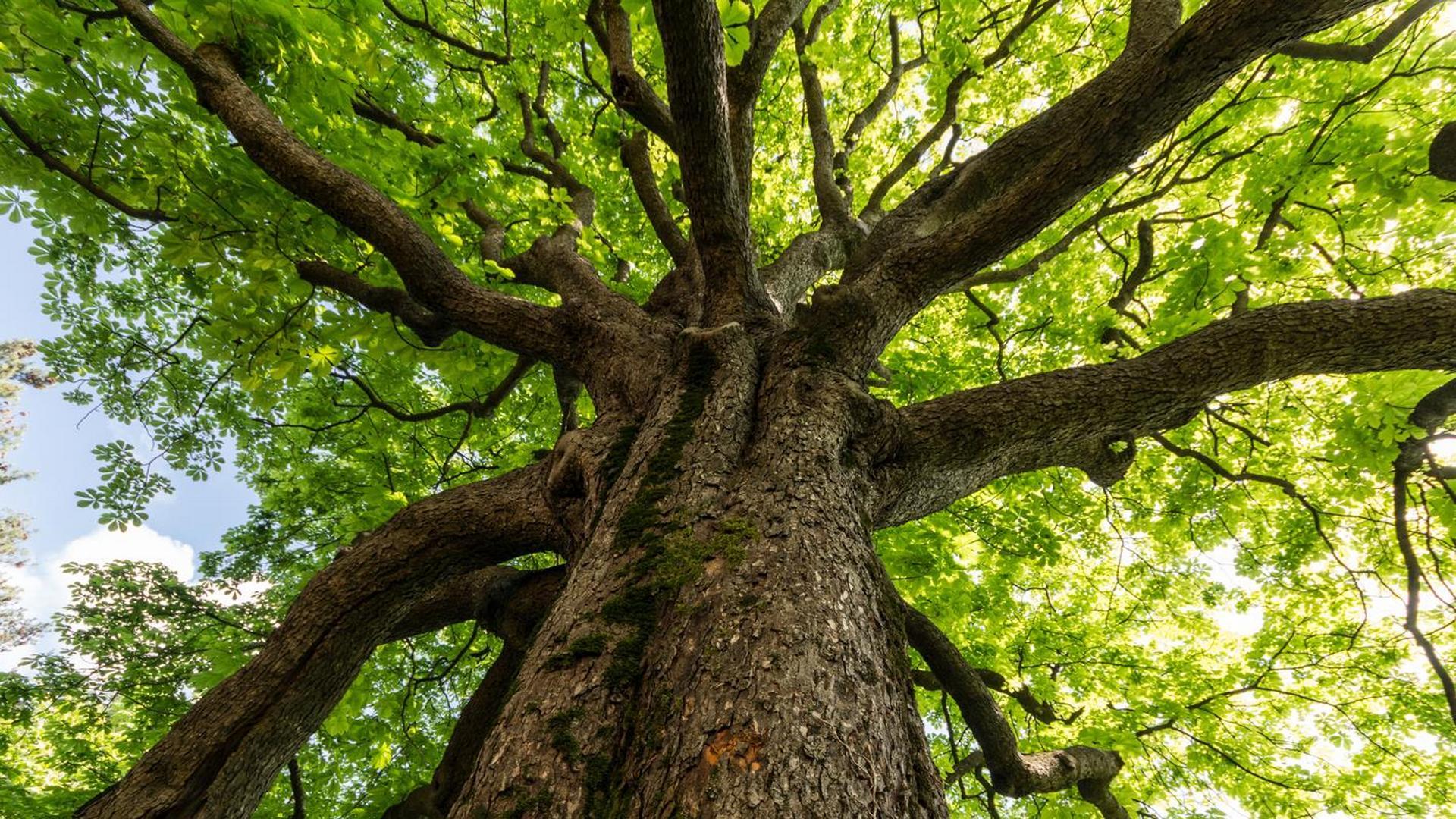 Большое опасное дерево (bolshoe-opasnoe-derevo) Документальный сериал