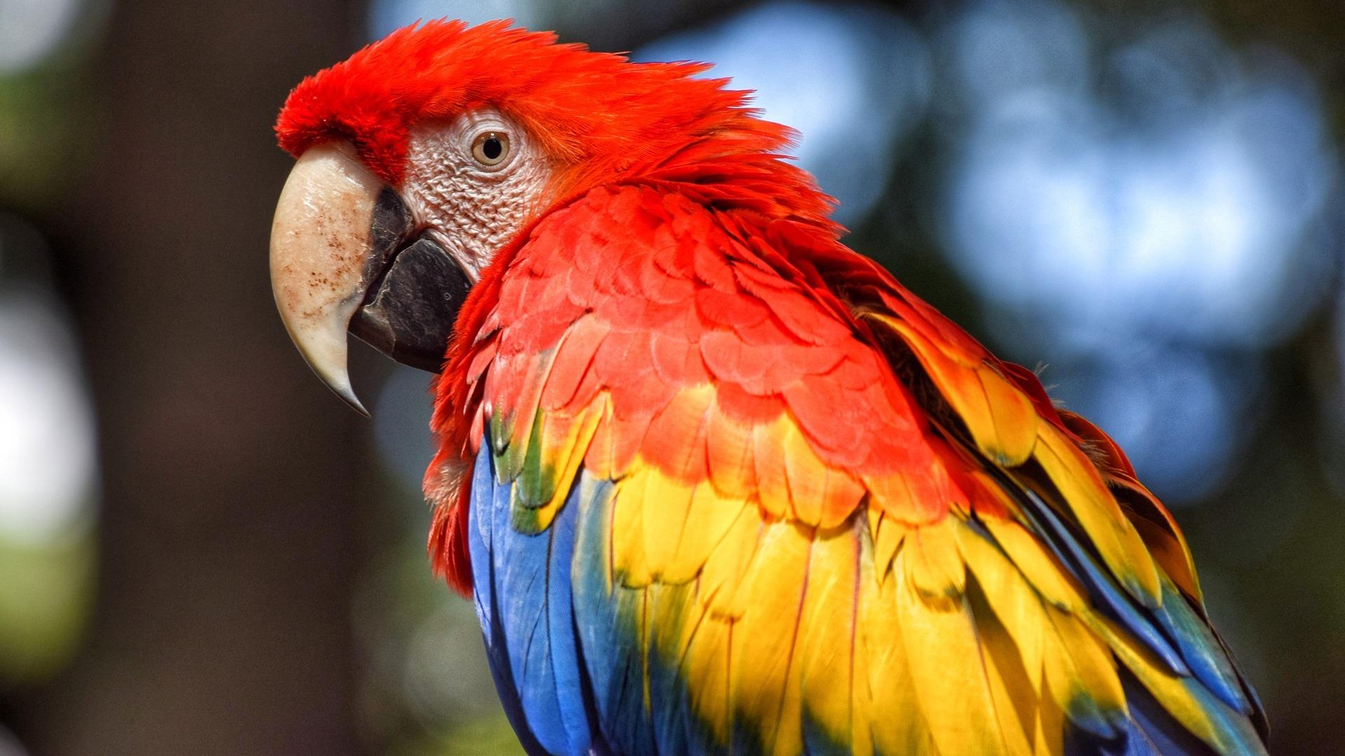 Попугаемания (popugaemanija) Досуг, хобби