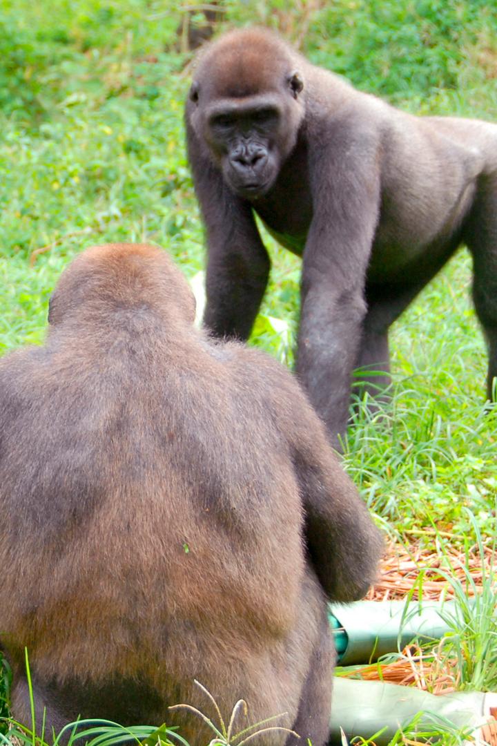 Bama and the Lost Gorillas (bama-and-the-lost-gorillas) Документальный сериал