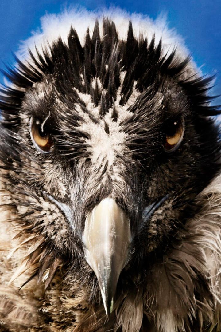 Vogelperspektiven (vogelperspektiven) Документальный фильм