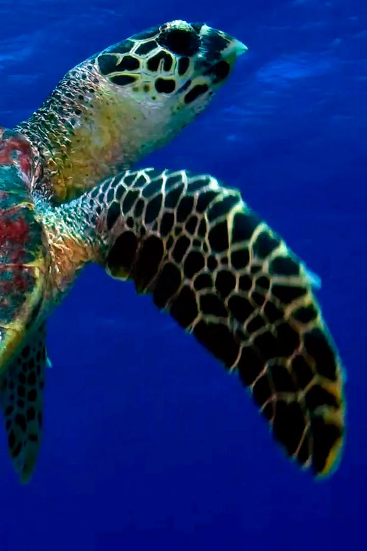 L'oasis de corail des Tuamotu (loasis-de-corail-des-tuamotu) Документальный фильм