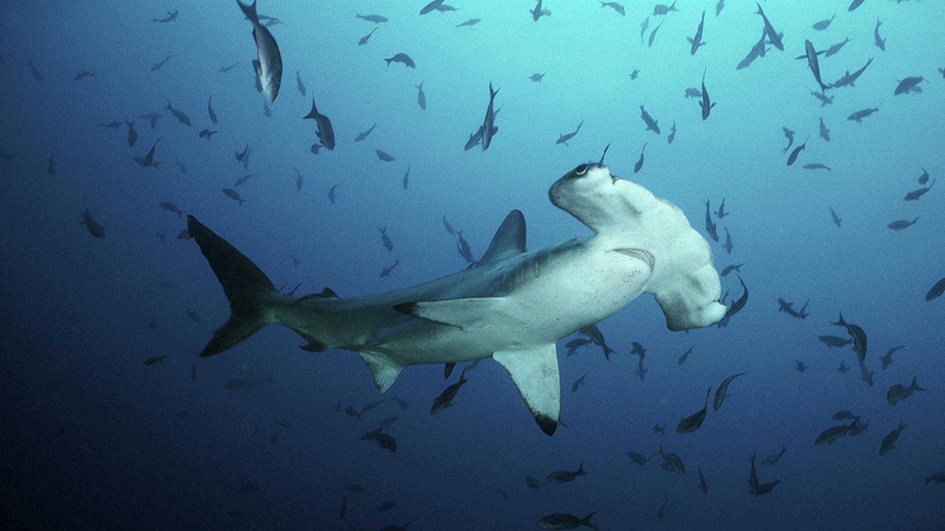 Самые странные в мире: акулы (samye-strannye-v-mire-akuly) Документальный фильм