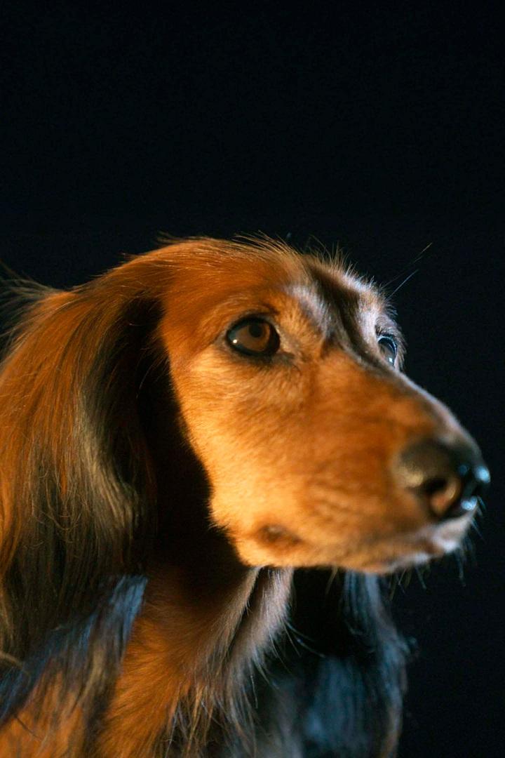 Der Dackel (der-dackel) Документальный фильм