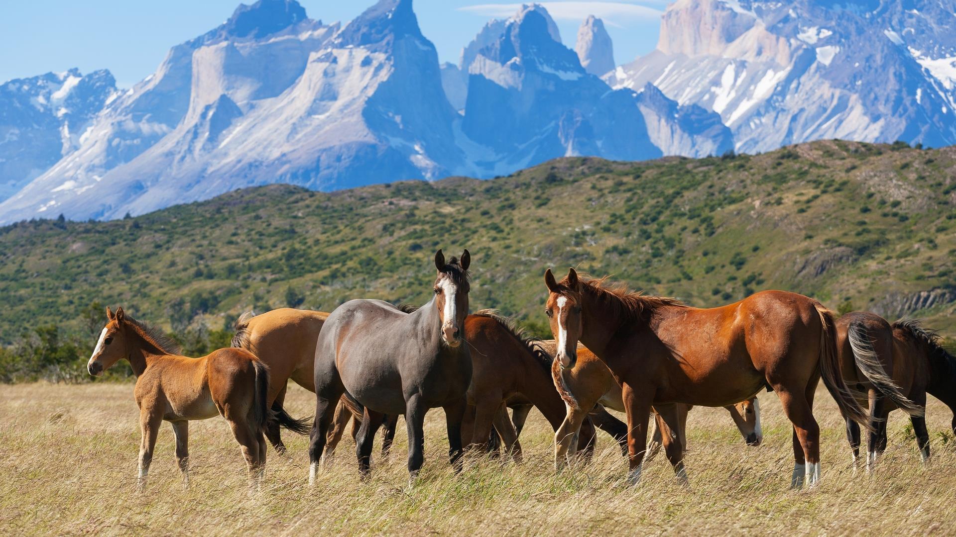 Дикая Патагония (dikaja-patagonija) Документальный сериал