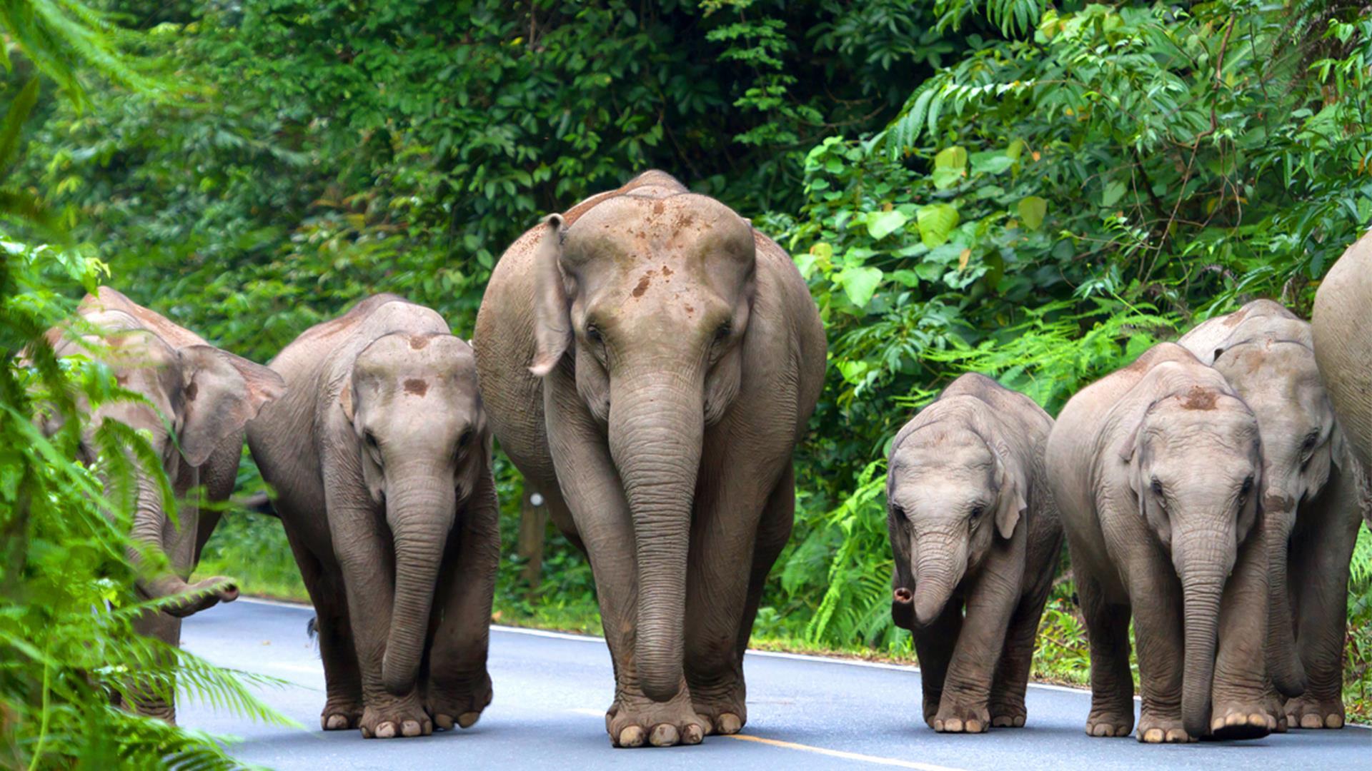 Дикая природа Таиланда (dikaja-priroda-tailanda) Документальный сериал