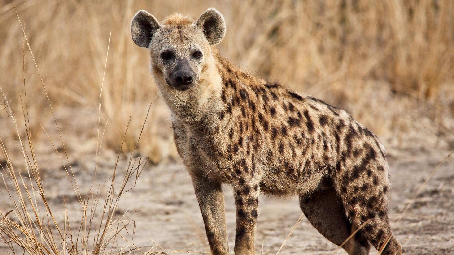 Королева гиен (koroleva-gien) Документальный фильм