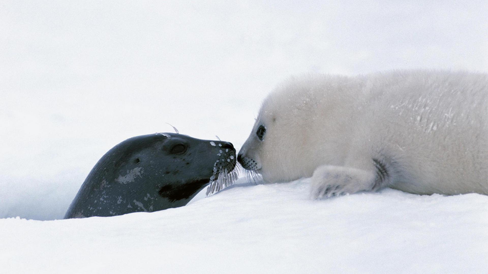 Морские котики: битва за выживание (morskie-kotiki-bitva-za-vyzhivanie) Документальный фильм