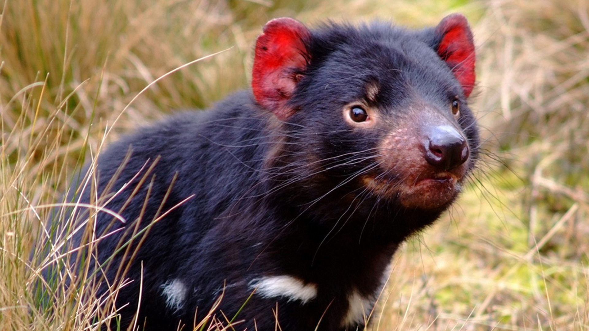 Последние дьяволы (poslednie-djavoly) Документальный фильм