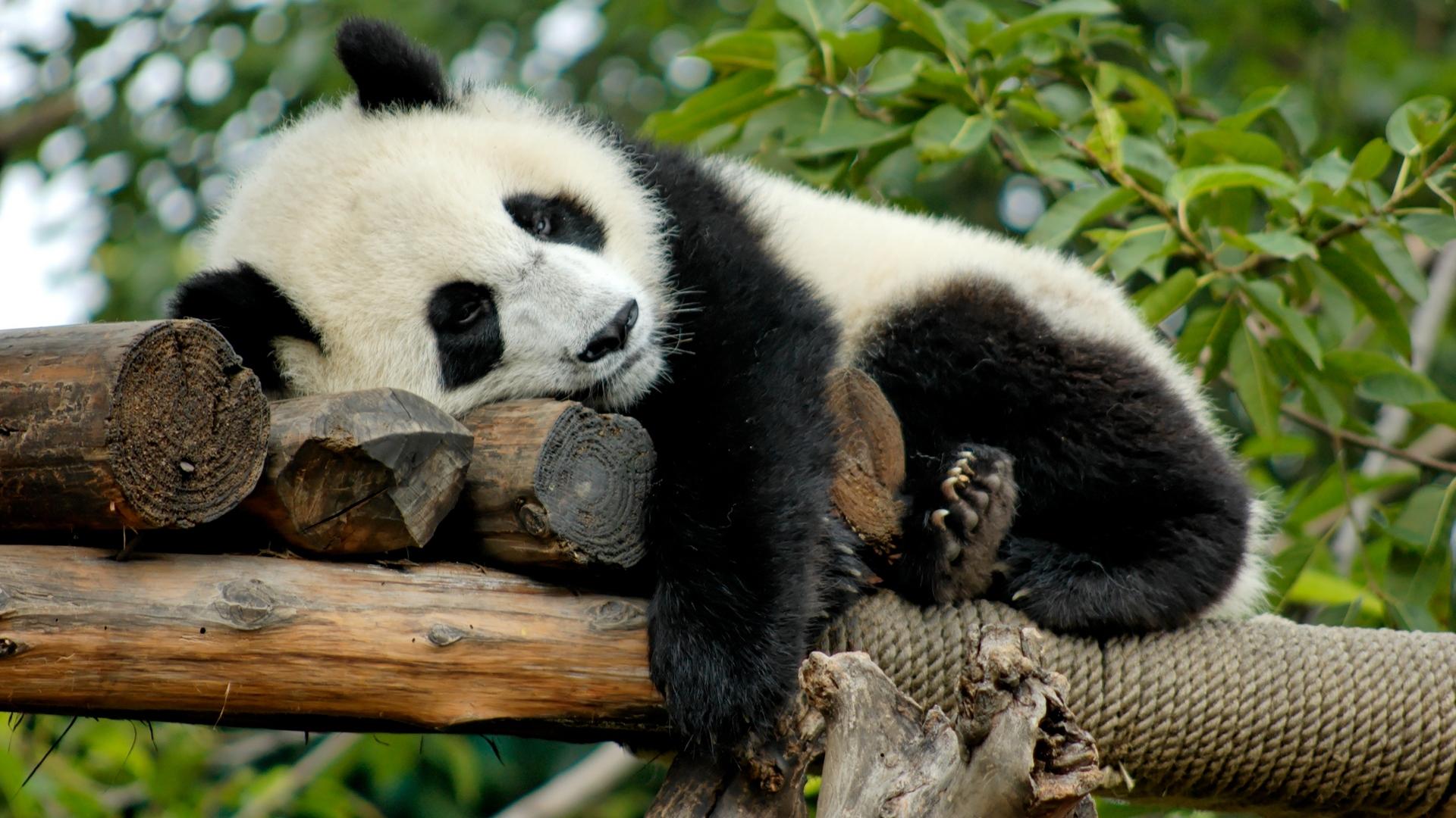 Panda Adventure with Nigel Marven (panda-adventure-with-nigel-marven) Документальный сериал