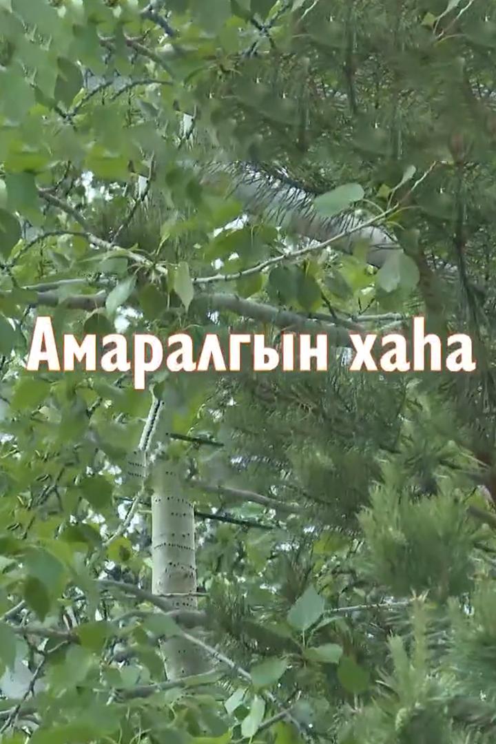 Амаралгын хаhа (amaralgyn-haha) Досуг, хобби