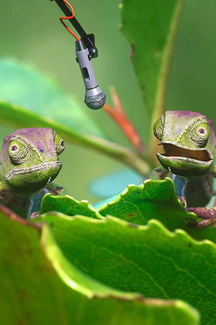 Funny Talking Animals (funny-talking-animals) Документальный сериал