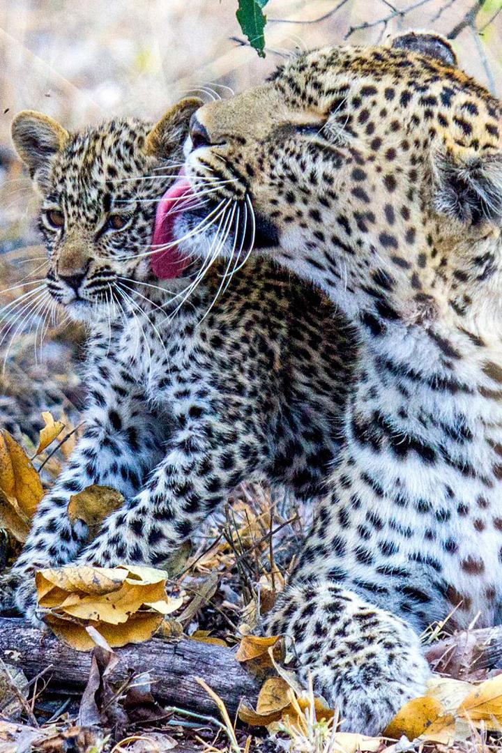 El juego de tronos de los leopardos (el-juego-de-tronos-de-los-leopardos) Документальный сериал