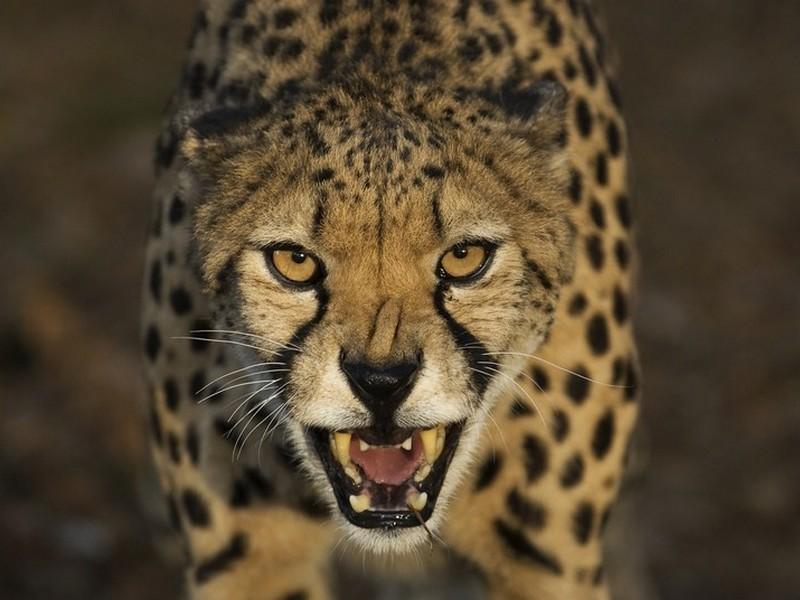 World of the Wild (world-of-the-wild) Документальный сериал