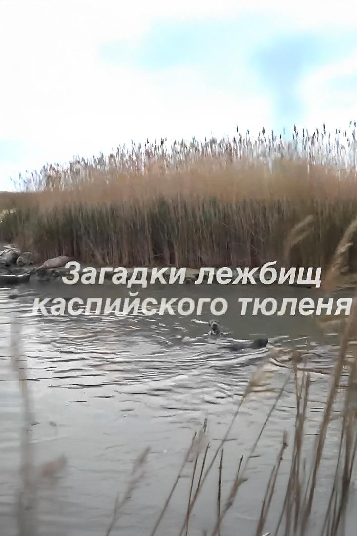 Загадка лежбищ каспийского тюленя (zagadka-lezhbisch-kaspijskogo-tjulenja) Документальный фильм