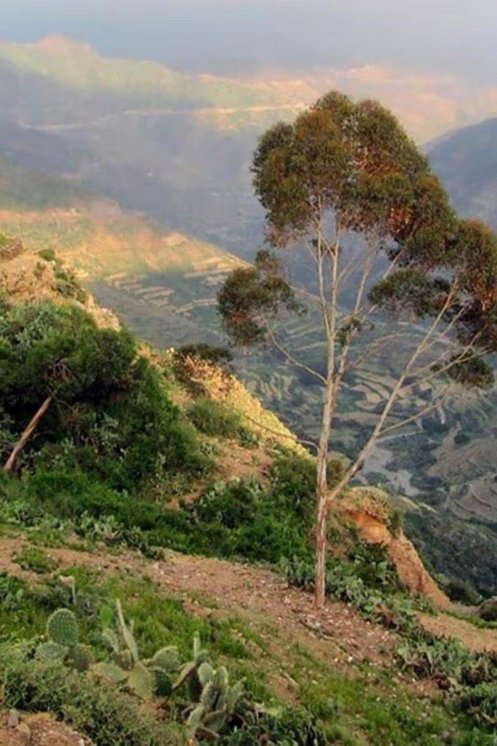 La grande bugia - Eritrea andata e ritorno (la-grande-bugia-eritrea-andata-e-ritorno) Документальный фильм