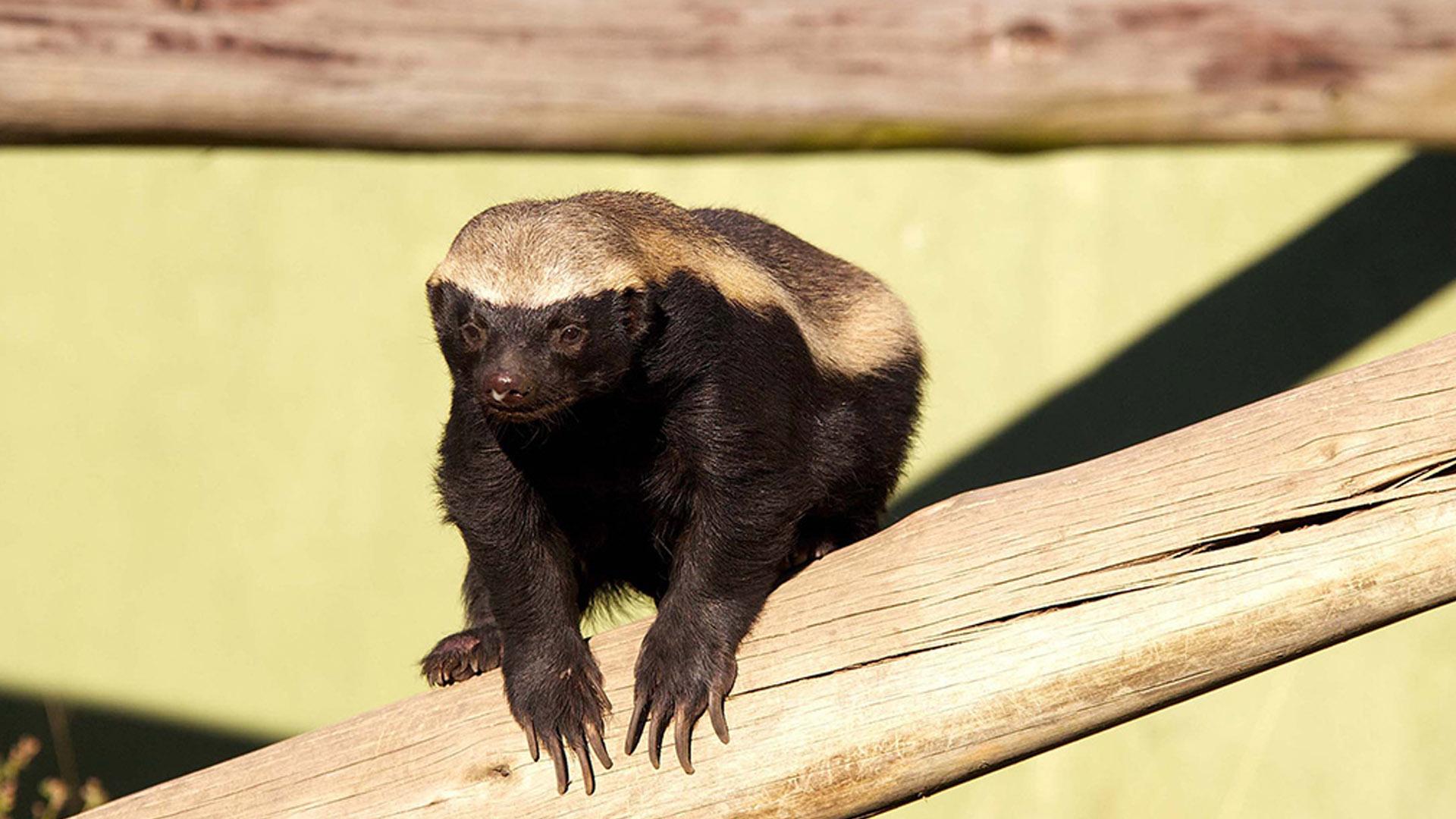 Медоеды-мастера беспорядка (medoedy-mastera-besporjadka) Документальный фильм