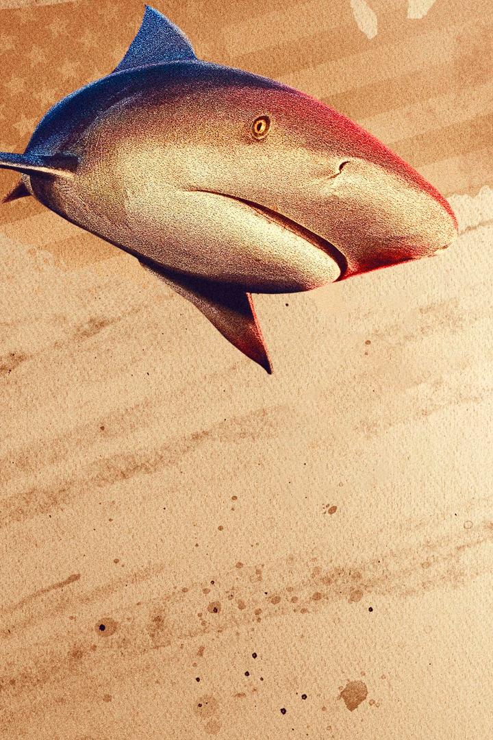 Bull Shark Showdown (bull-shark-showdown) Документальный фильм