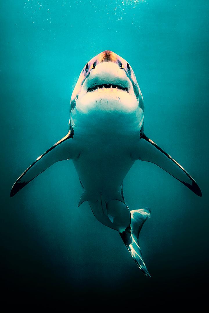 Megasharks of Dangerous Reef (megasharks-of-dangerous-reef) Документальный фильм