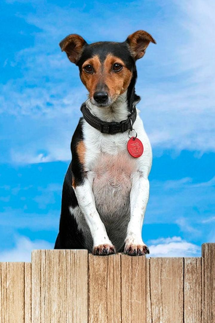 The Dog House New Zealand (the-dog-house-new-zealand) Реалити-шоу
