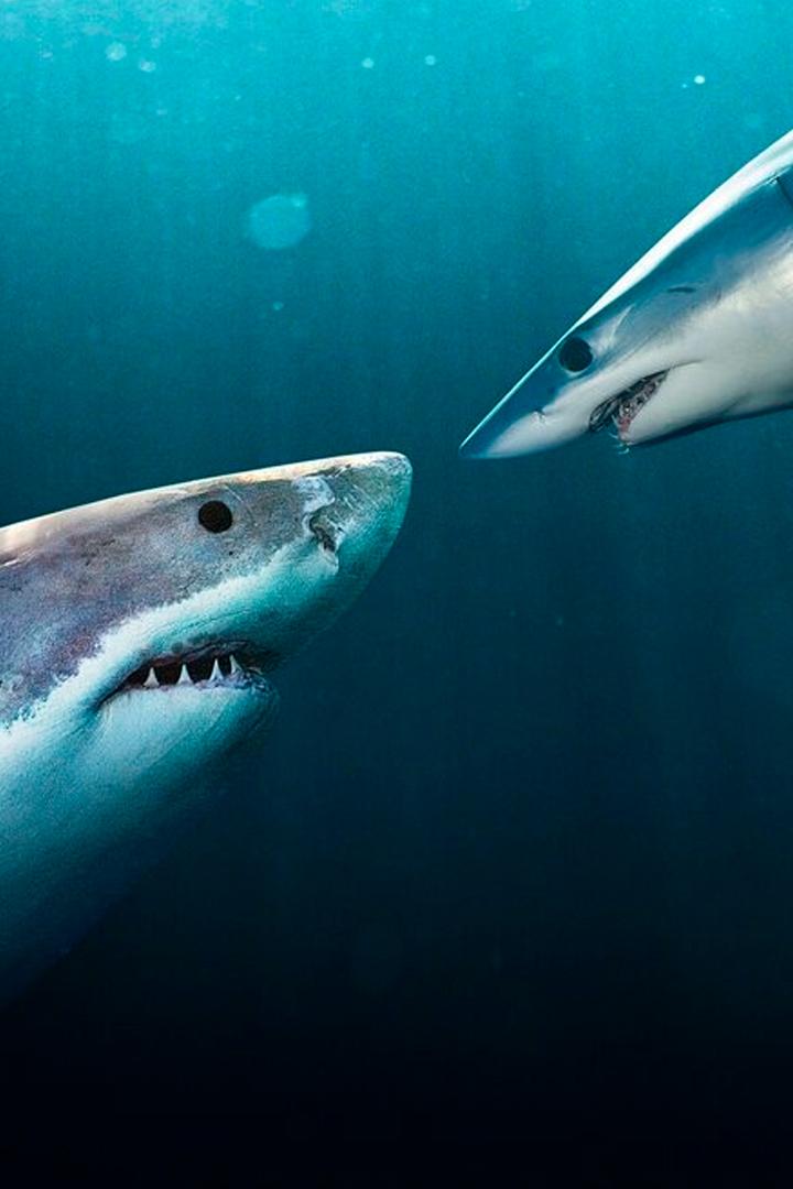 Clash Of Killers: Great White Vs. Mako (clash-of-killers-great-white-vs-mako) Документальный фильм