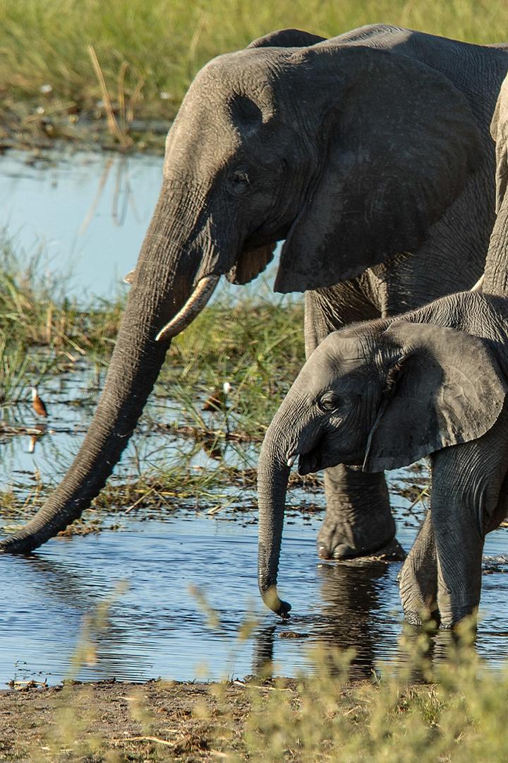 Gigantes de los ríos de África (gigantes-de-los-ros-de-frica) Познавательное