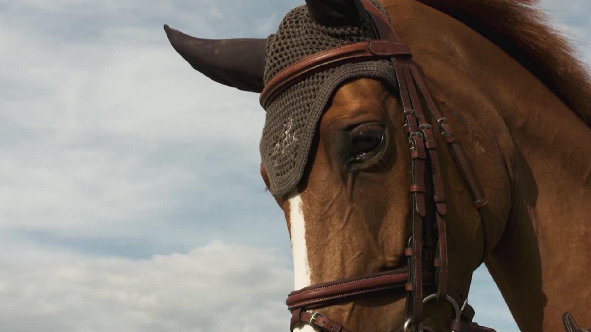 CNN Equestrian: Global Champions Tour 2 (cnn-equestrian-global-champions-tour-2) Познавательное