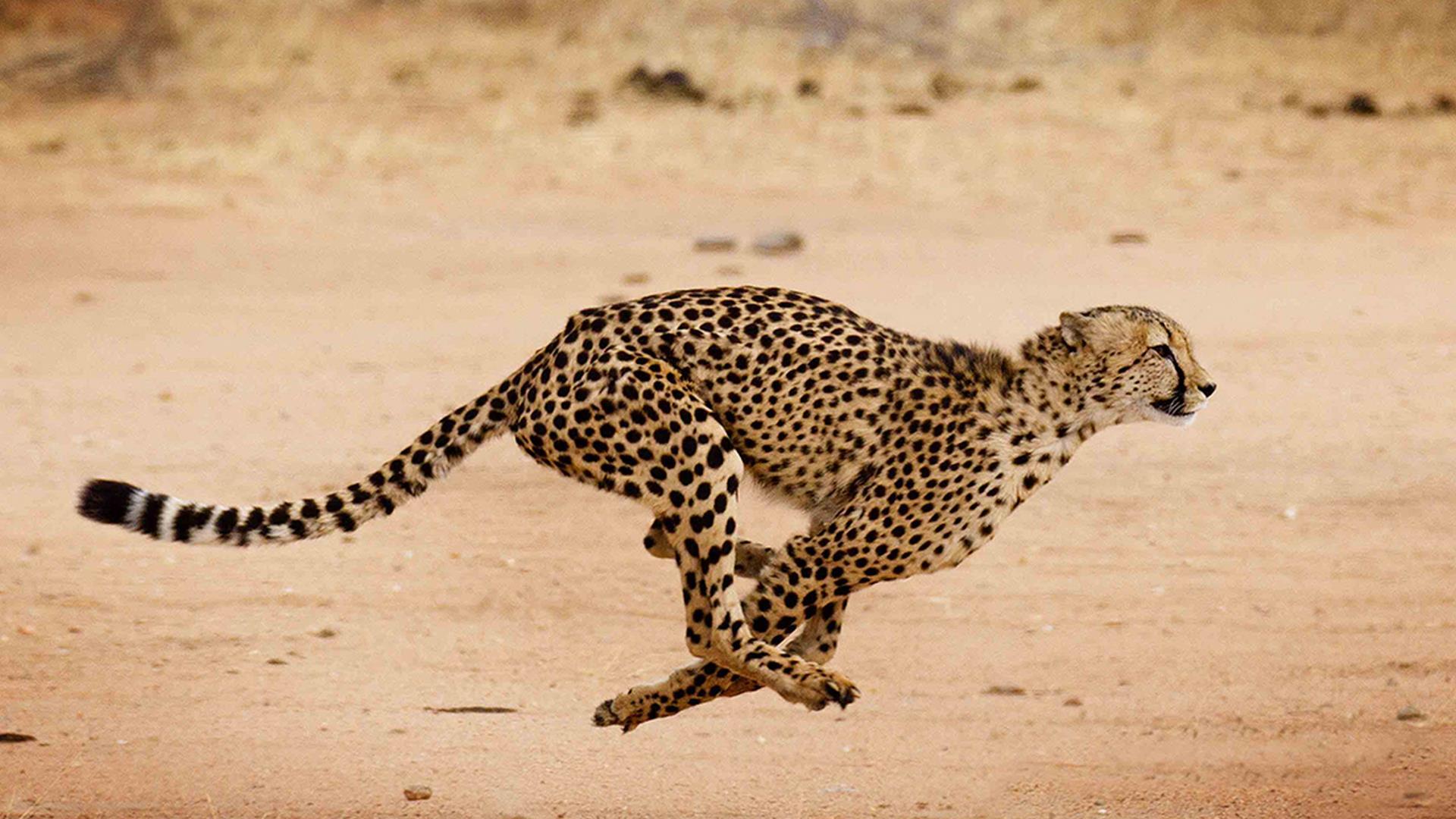 Гепард: фатальный инстинкт (gepard-fatalnyj-instinkt) Документальный сериал