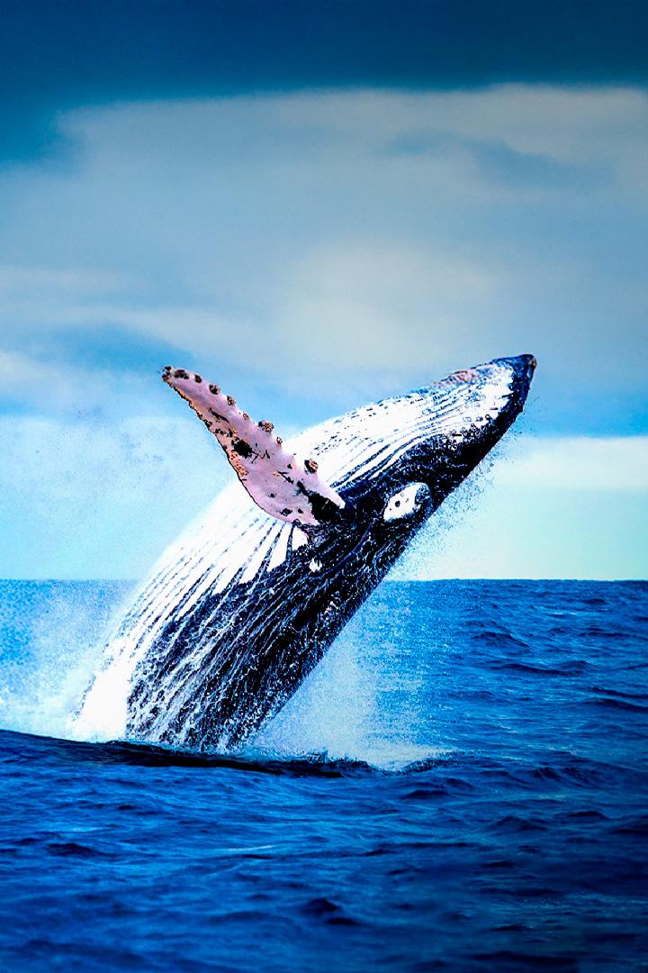 Canada, le renouveau d'un détroit : Le retour des baleines à bosse (canada-le-renouveau-dun-dtroit-le-retour-des-baleines-bosse) Документальный фильм