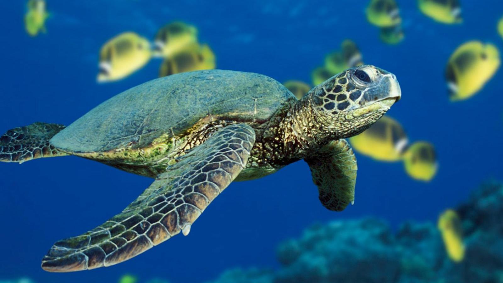 The Sea Turtles of Lamu (the-sea-turtles-of-lamu) Документальный фильм