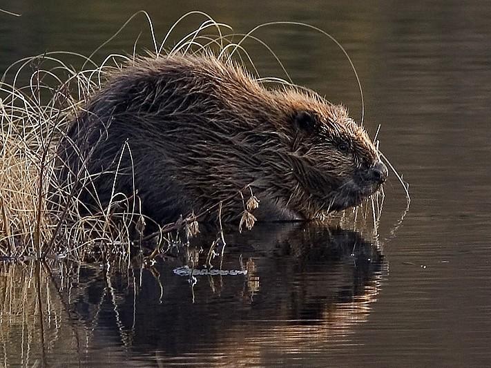 Охота на бобра в Швеции (ohota-na-bobra-v-shvetsii) Досуг, хобби