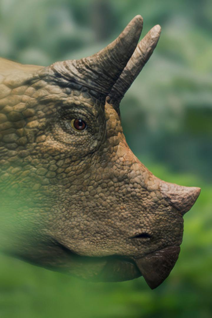 Unter Dinos – Geheimnisse der Urzeit (unter-dinos-geheimnisse-der-urzeit) Документальный сериал