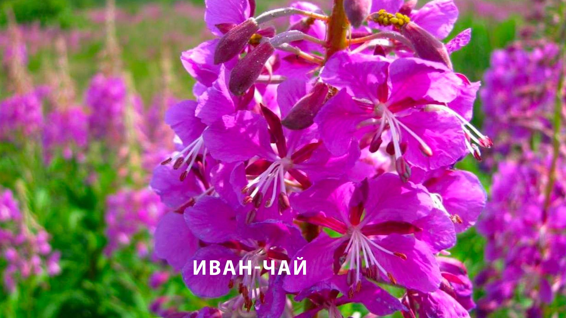 Иван-чай (ivan-chaj) Досуг, хобби