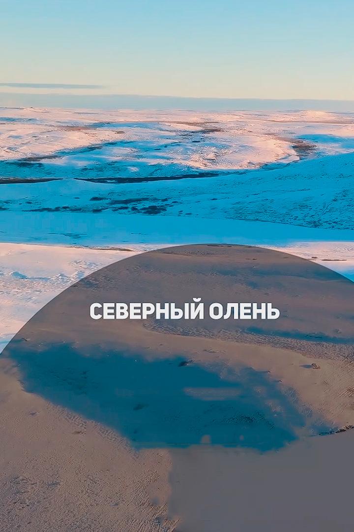 Северные олени (severnye-oleni) Досуг, хобби