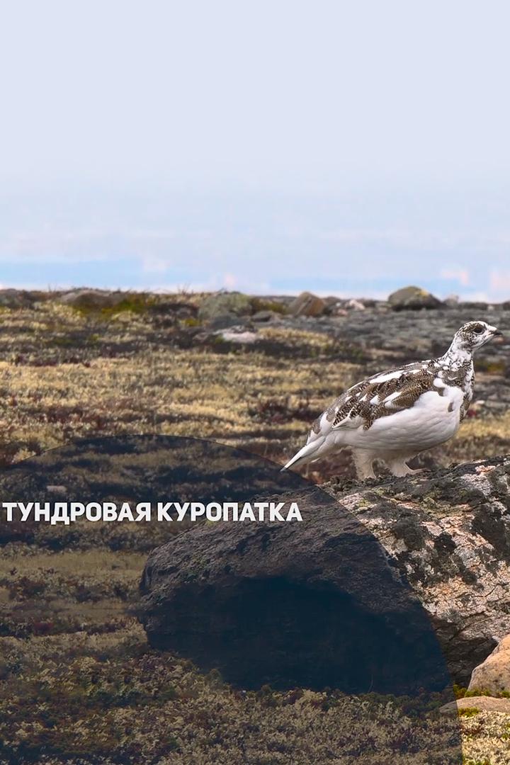 Тундровая куропатка (tundrovaja-kuropatka) Досуг, хобби