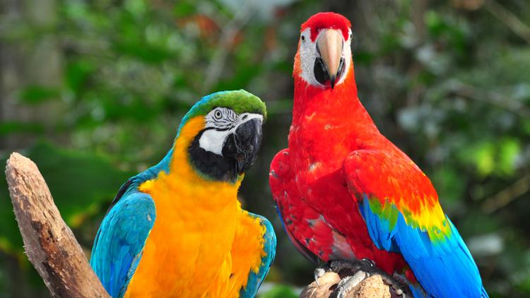 Постер Bedrohte Tierwelt Brasiliens