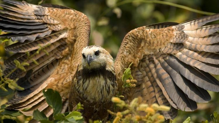 Постер Bedrohte Tierwelt Brasiliens