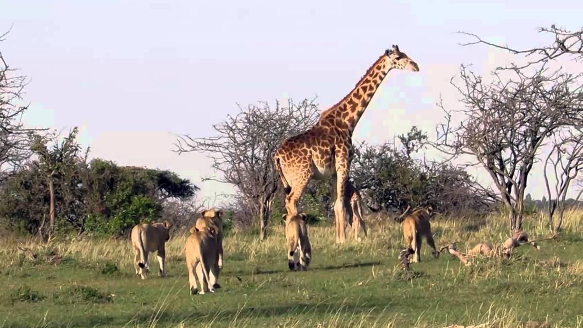 Лев против жирафа (lev-protiv-zhirafa) Документальный фильм