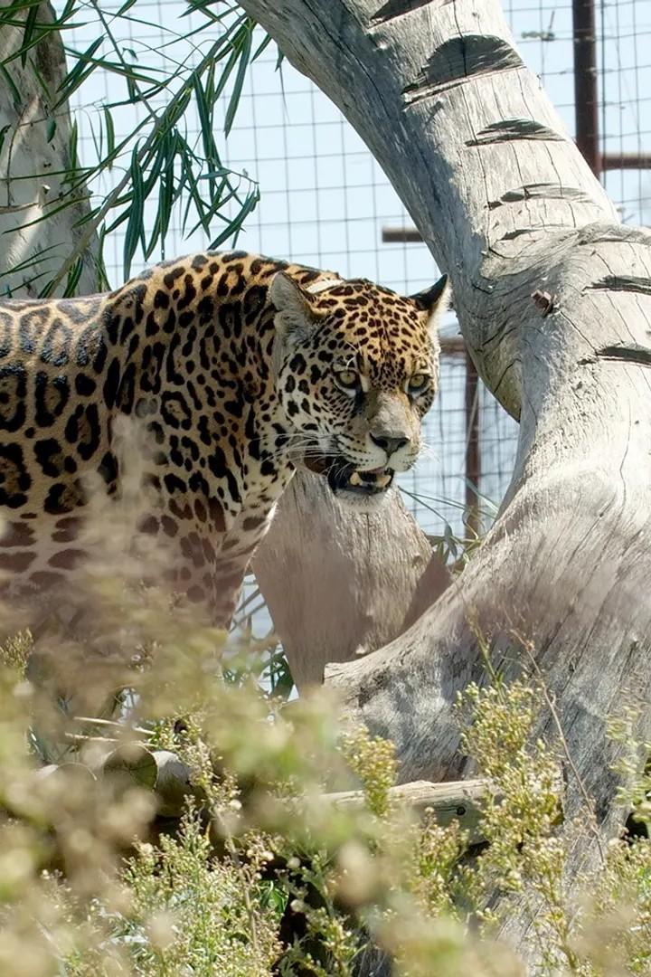 Argentine : le retour du jaguar (argentine-le-retour-du-jaguar) Документальный фильм