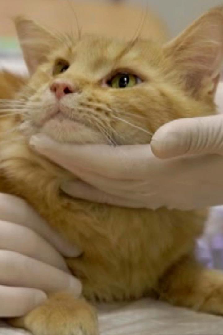 Будни ветеринаров (budni-veterinarov) Реалити-шоу