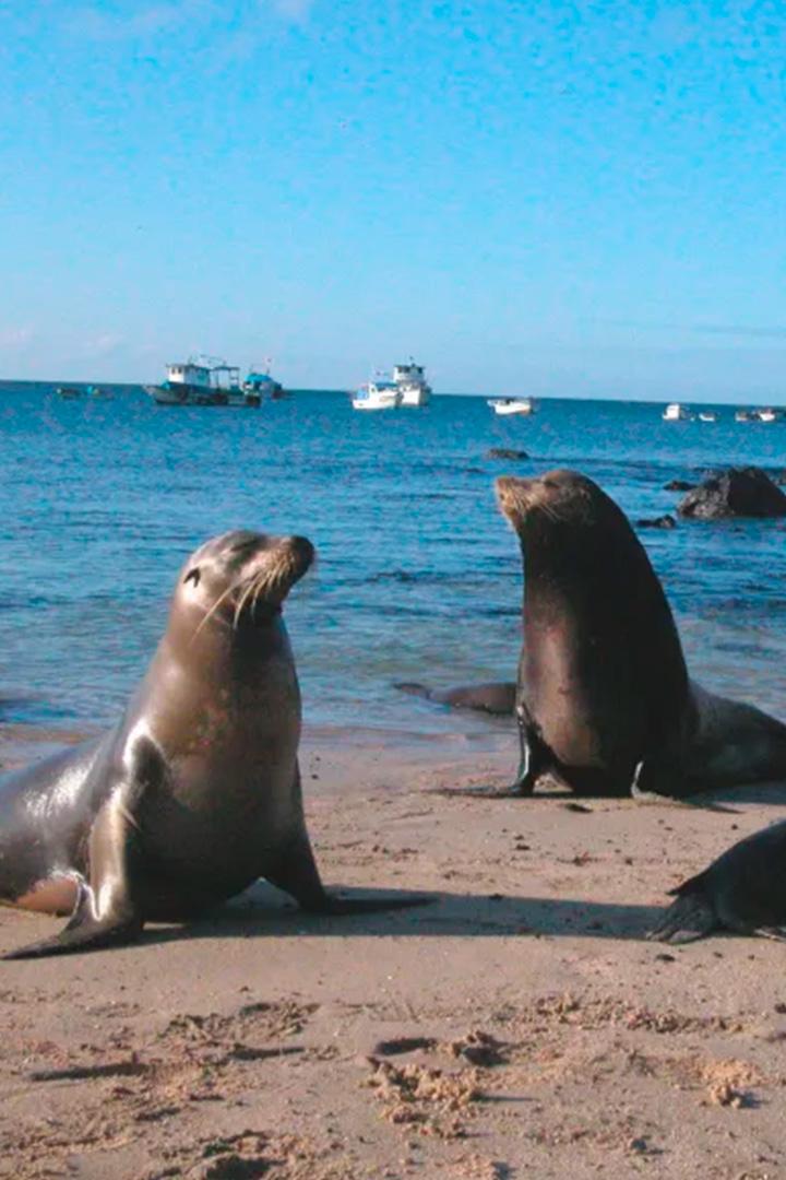 Galapagu salas (galapagu-salas) Документальный сериал