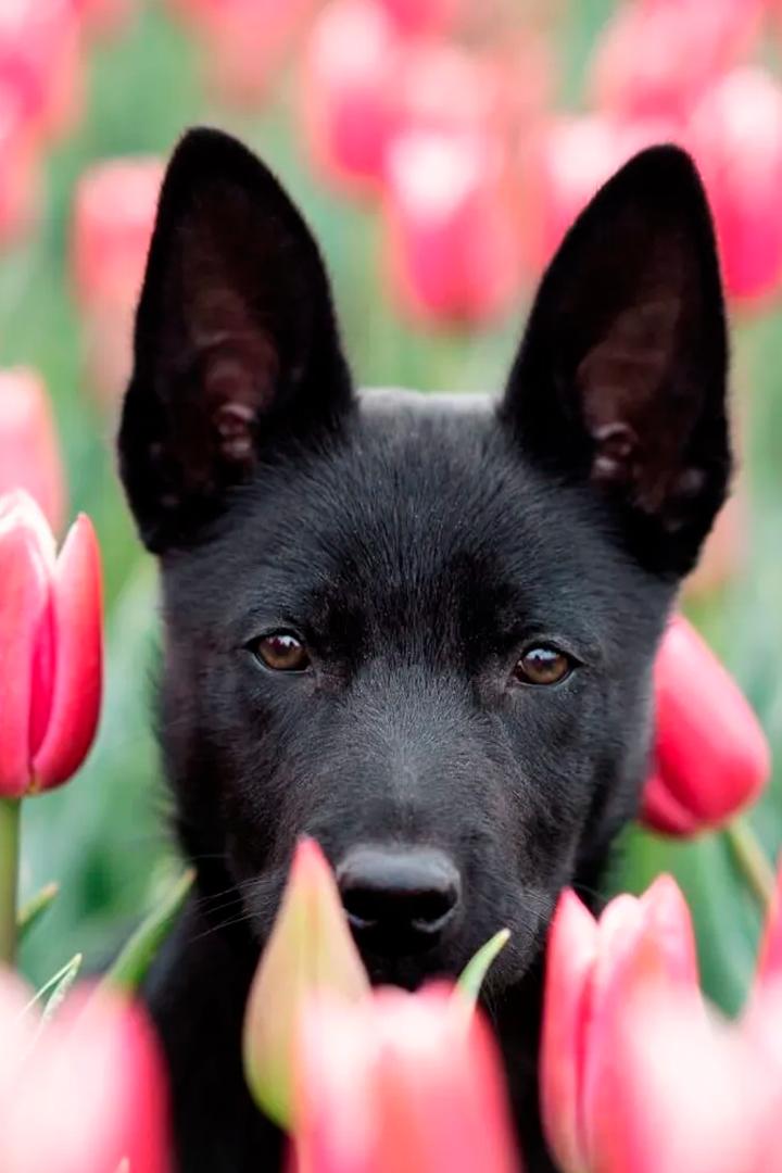 Chiens de berger : l'art de diriger (chiens-de-berger-lart-de-diriger) Досуг, хобби