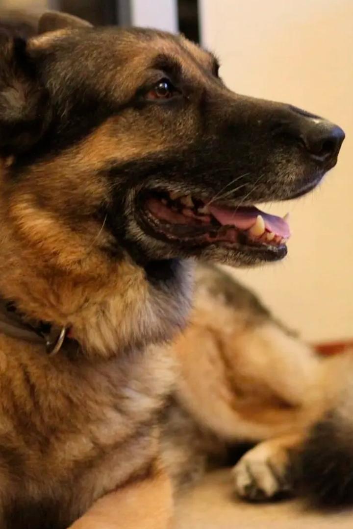 Super Dogs (super-dogs) Документальный фильм