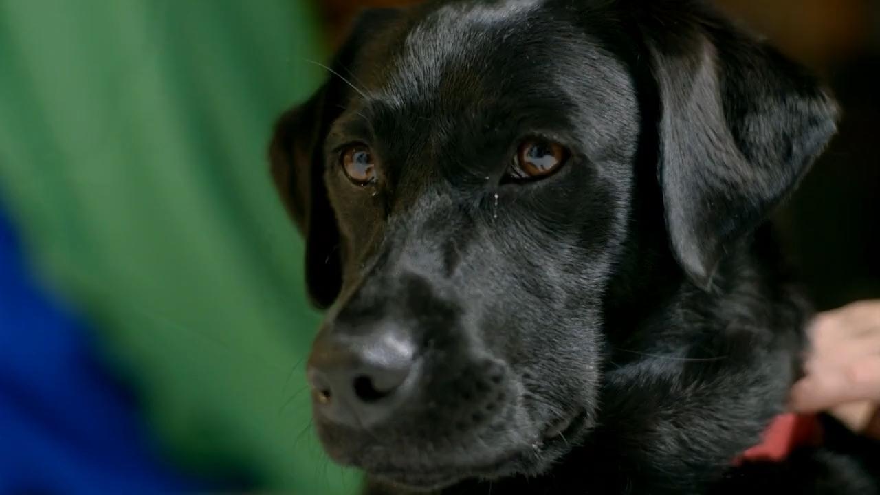 Животный интеллект (zhivotnyj-intellekt) Документальный сериал