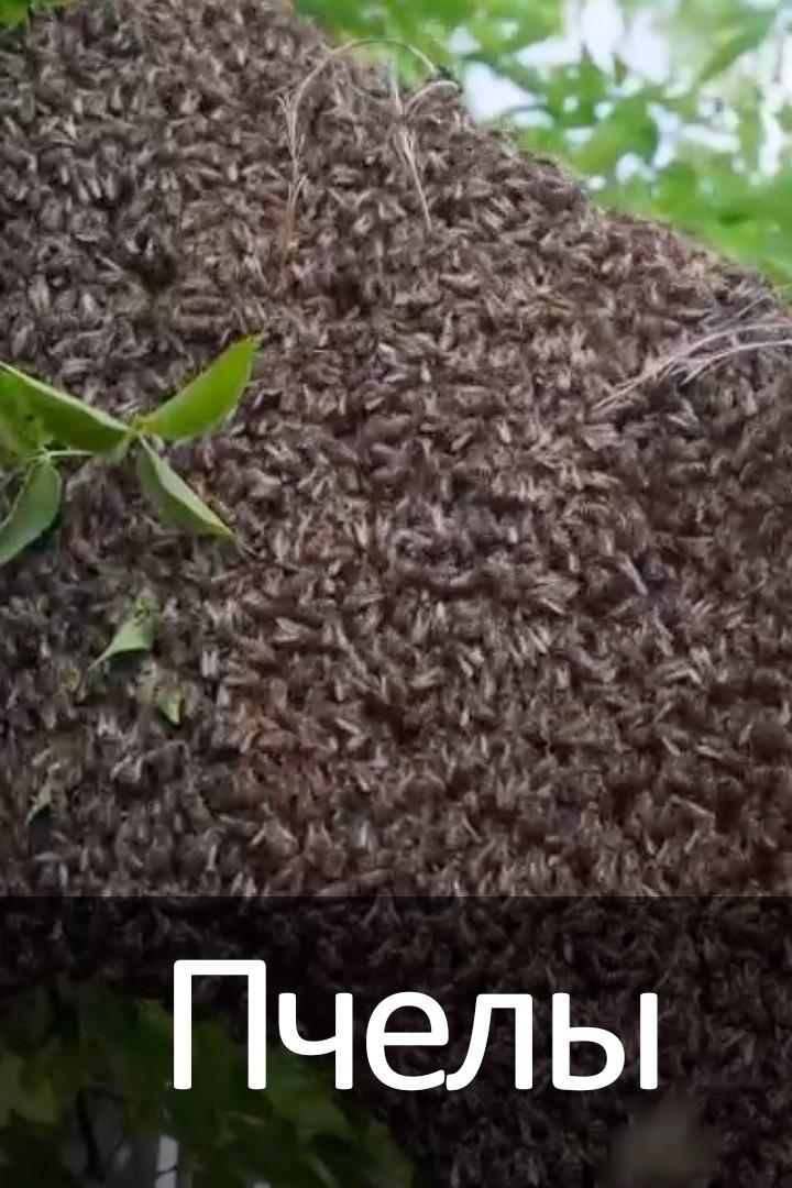 Пчелы (pchely) Досуг, хобби