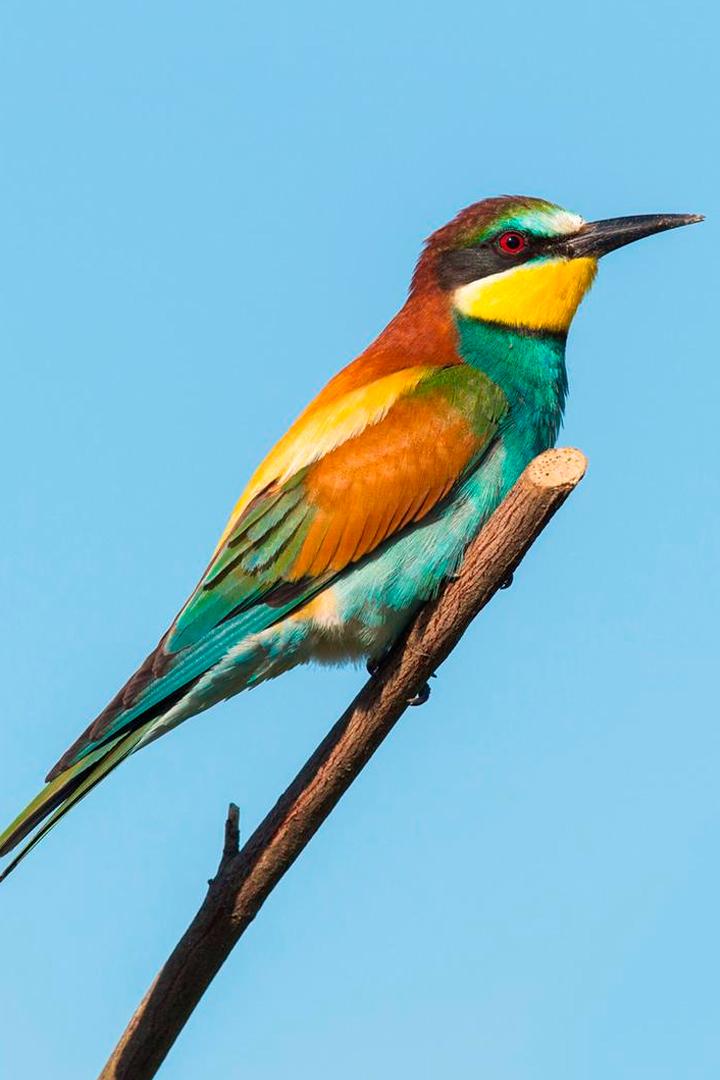 Vielfältige Vogelwelt Österreich (vielfltige-vogelwelt-sterreich) Познавательное
