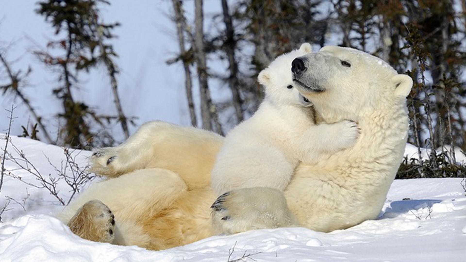 Мамы и детёныши (mamy-i-detenyshi) Документальный фильм